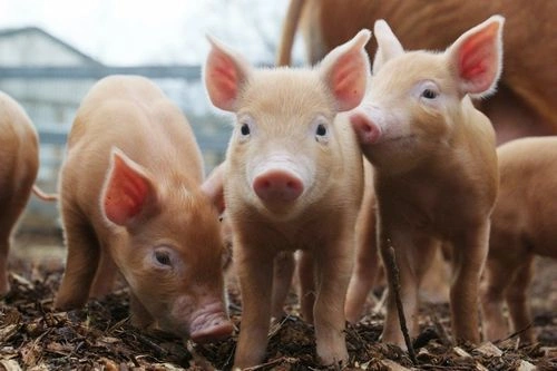 Ajutor de stat pentru crescătorii de porci