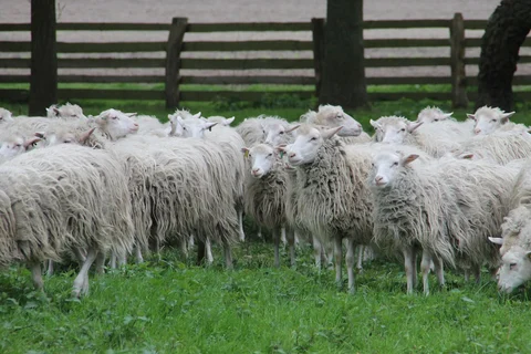 Vaccinuri împotriva pestei micilor rumegătoare
