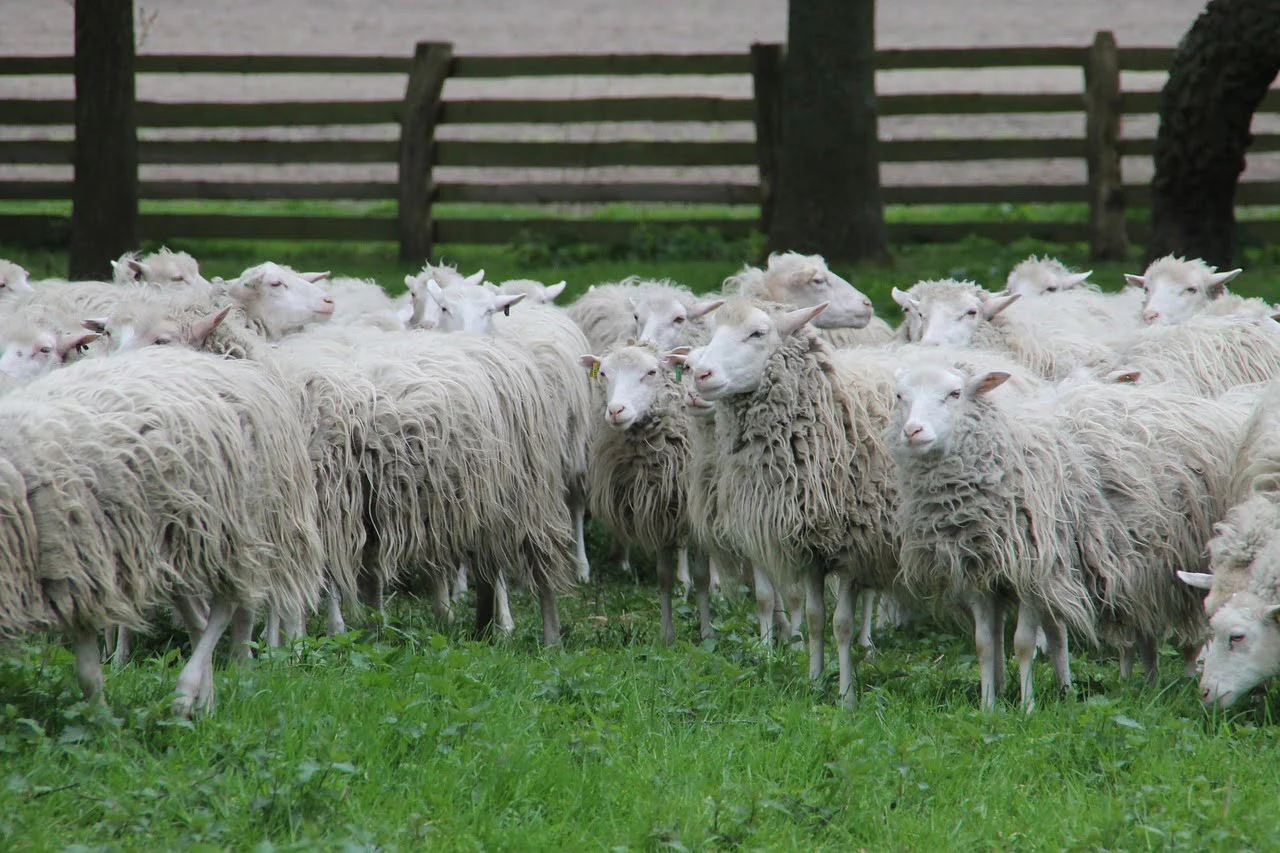 Vaccinuri împotriva pestei micilor rumegătoare