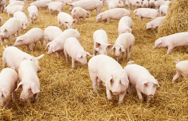 Ajutor de stat pentru crescătorii de porci