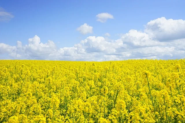 Carta Albă a Agriculturii din România 2024.