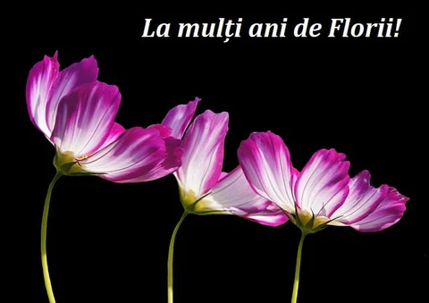 Mesaje de Florii 2024