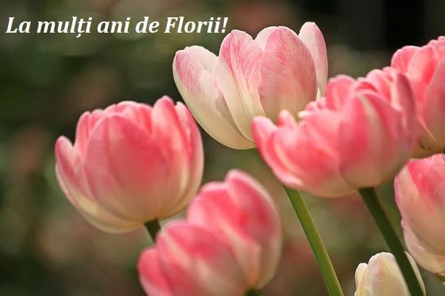 Mesaje de Florii pentru prieteni. Mesaje de Florii pentru familie. Felicitari de Florii pentru prieteni. Felicitari de Florii pentru familie