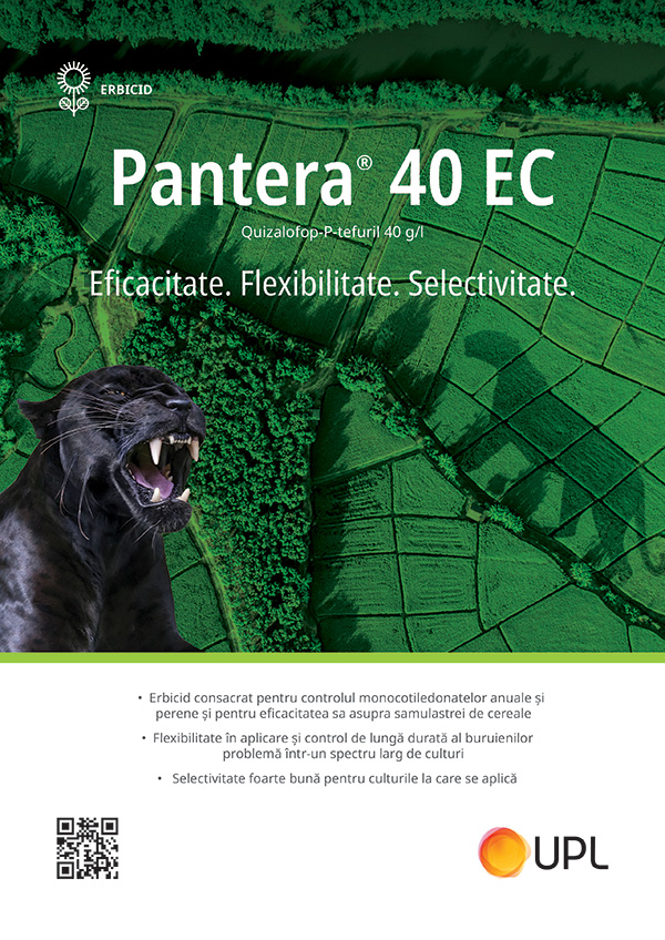 Pantera