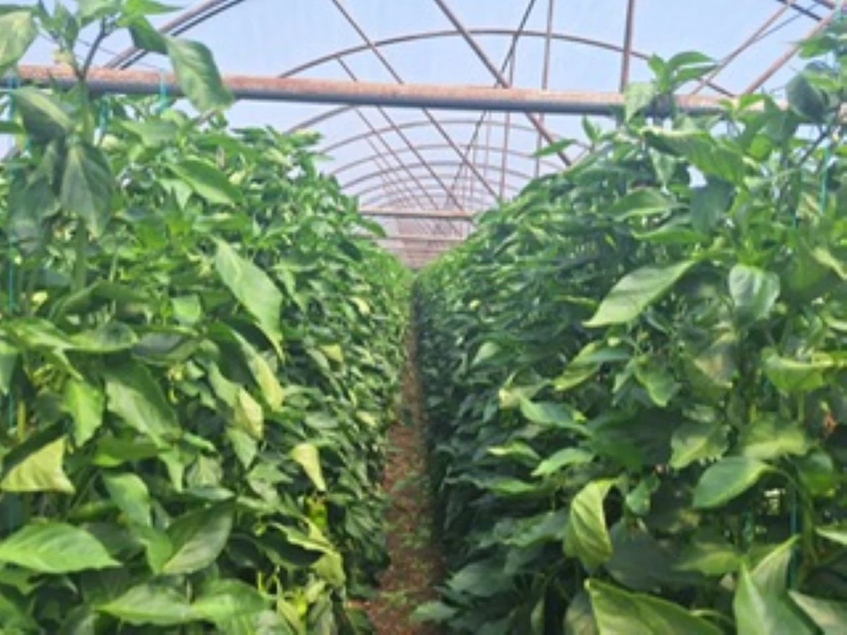 Corteva Agriscience
