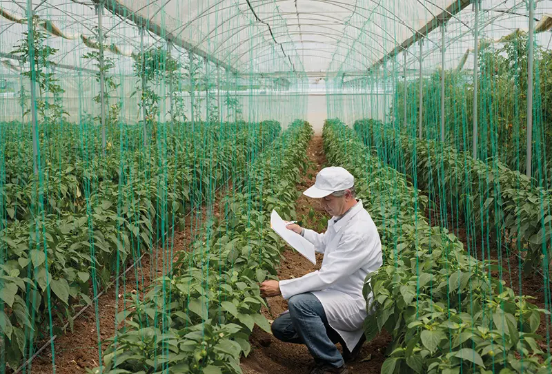Cele mai profitabile culturi agricole