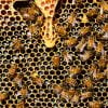 Planul strategic pentru sectorul apicol