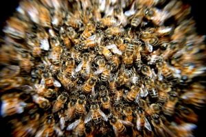 Fonduri pentru crescatorii de albine